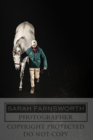Goffs Nov Breeding Stock Sale 22-381