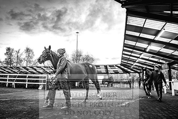 Goffs Nov Breeding Stock Sale 22-337