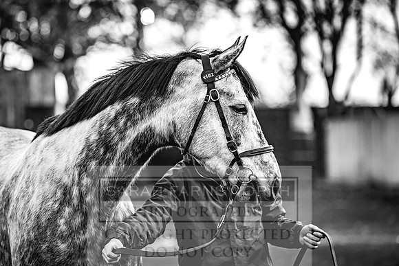 Goffs Nov Breeding Stock Sale 22-78
