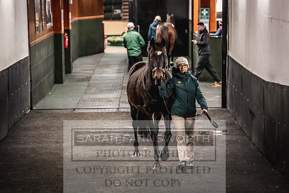 Goffs Nov Breeding Stock Sale 22-398