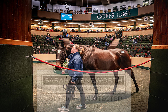 Goffs Nov Breeding Stock Sale 22-234