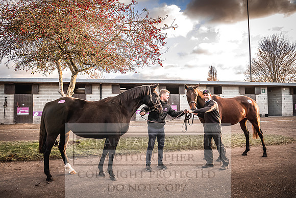 Goffs Nov Breeding Stock Sale 22-313