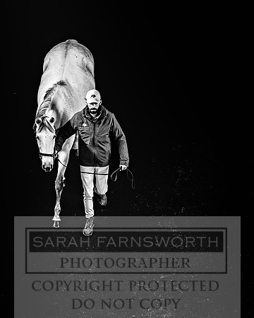 Goffs Nov Breeding Stock Sale 22-380
