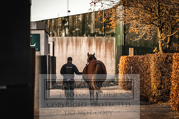 Goffs Nov Breeding Stock Sale 22-311