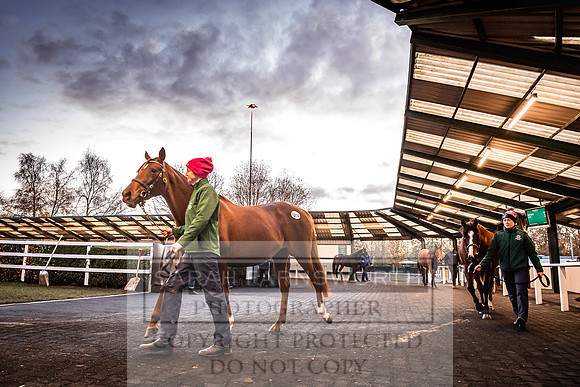 Goffs Nov Breeding Stock Sale 22-338