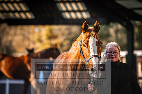 Goffs Nov Breeding Stock Sale 22-137