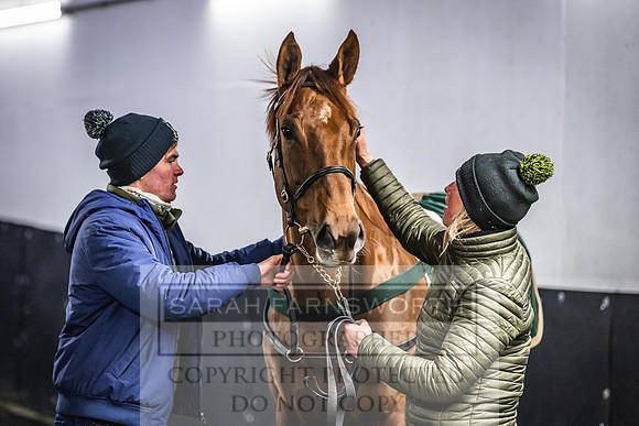Goffs Nov Breeding Stock Sale 22-350