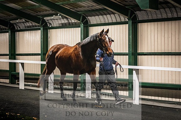 Goffs Nov Breeding Stock Sale 22-457