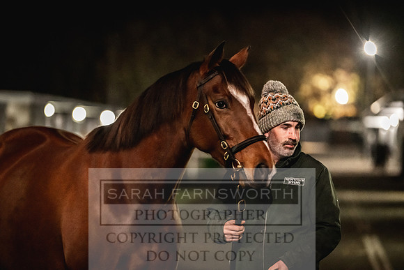 Goffs Nov Breeding Stock Sale 22-443