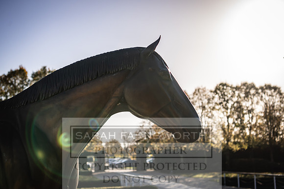 Goffs Nov Breeding Stock Sale 22-203
