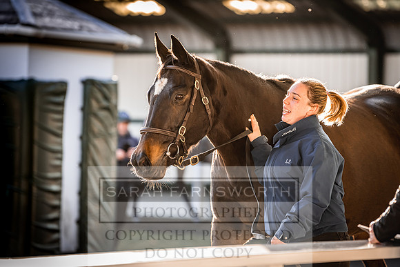 Goffs Nov Breeding Stock Sale 22-238