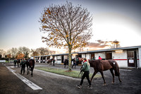 Goffs Nov Breeding Stock Sale 22-3