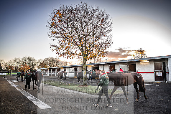 Goffs Nov Breeding Stock Sale 22-3