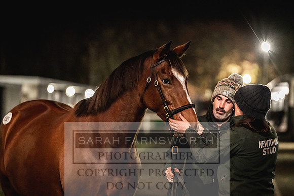 Goffs Nov Breeding Stock Sale 22-444