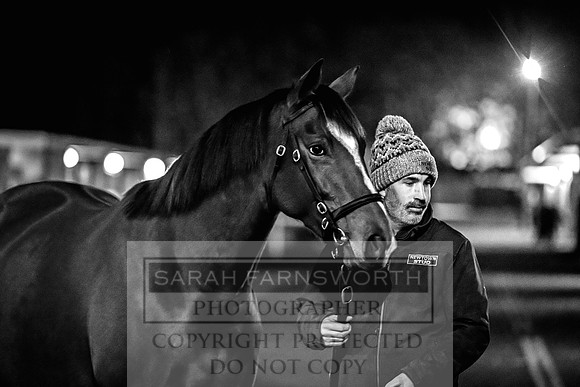 Goffs Nov Breeding Stock Sale 22-442