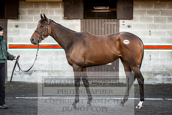 Goffs Nov Breeding Stock Sale 22-92
