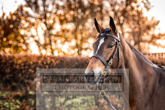 Goffs Nov Breeding Stock Sale 22-61