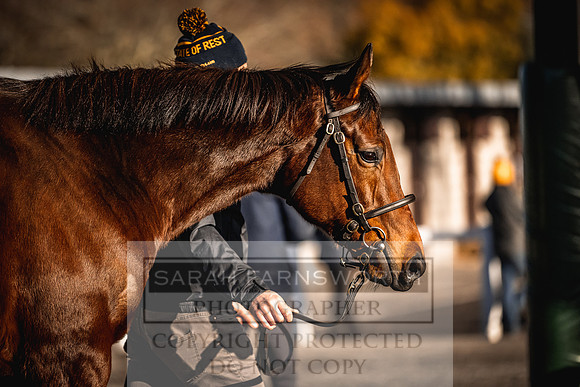 Goffs Nov Breeding Stock Sale 22-177