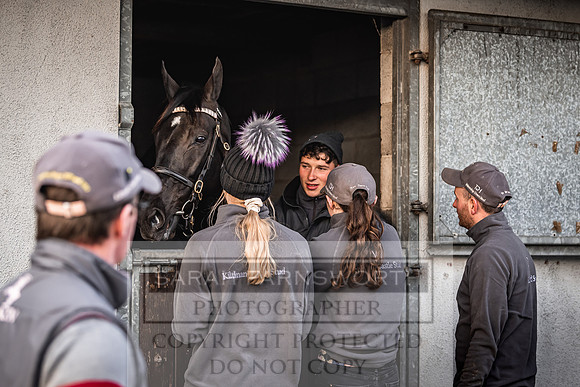 Goffs Nov Breeding Stock Sale 22-296