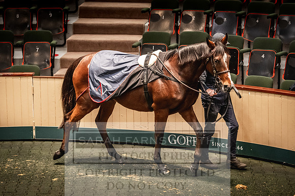 Goffs Nov Breeding Stock Sale 22-208