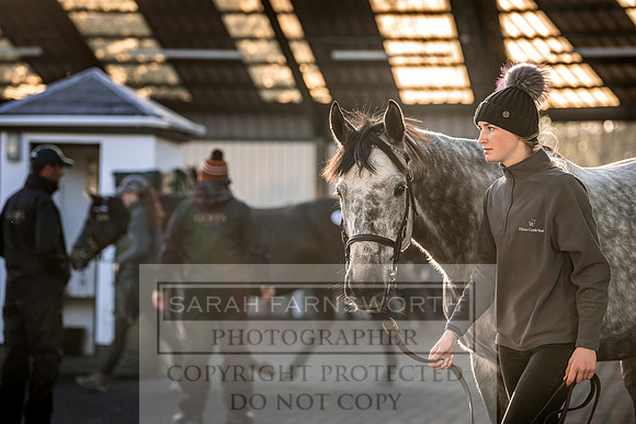 Goffs Nov Breeding Stock Sale 22-277