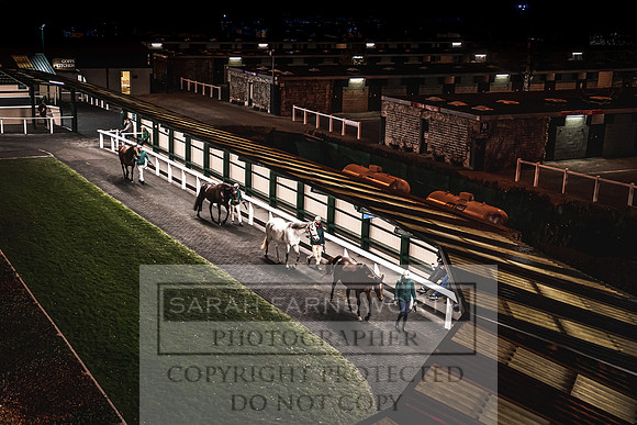 Goffs Nov Breeding Stock Sale 22-364