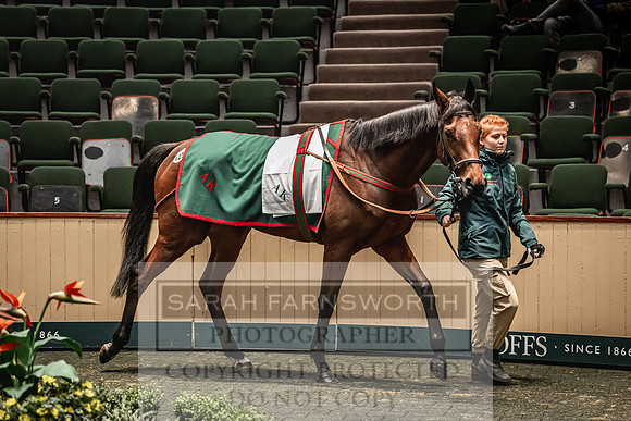 Goffs Nov Breeding Stock Sale 22-418
