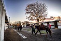 Goffs Nov Breeding Stock Sale 22-5
