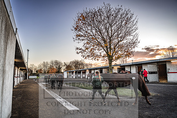 Goffs Nov Breeding Stock Sale 22-5