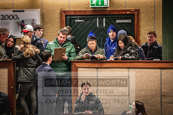 Goffs Nov Breeding Stock Sale 22-260