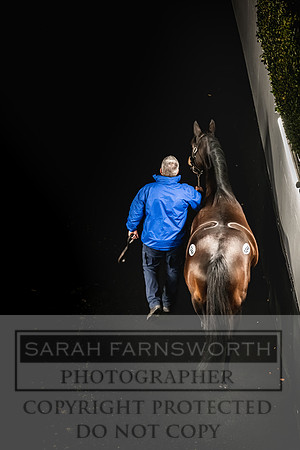 Goffs Nov Breeding Stock Sale 22-384