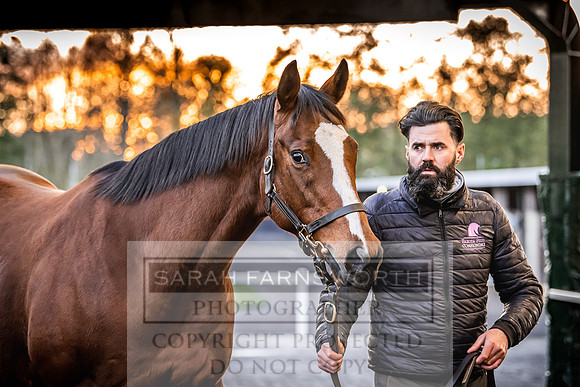 Goffs Nov Breeding Stock Sale 22-327