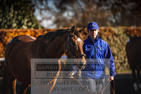 Goffs Nov Breeding Stock Sale 22-196