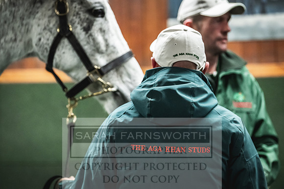 Goffs Nov Breeding Stock Sale 22-394