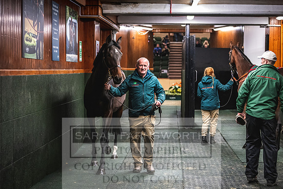 Goffs Nov Breeding Stock Sale 22-407