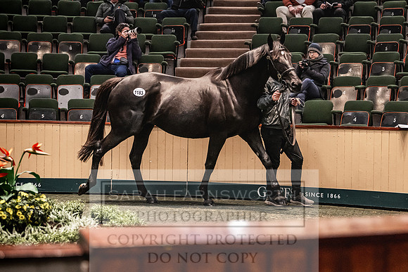 Goffs Nov Breeding Stock Sale 22-288