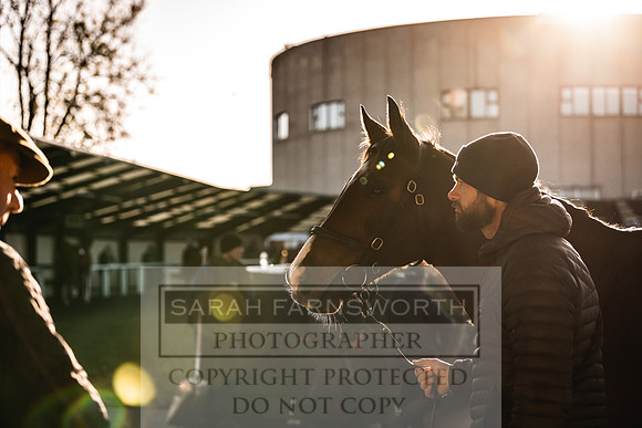 Goffs Nov Breeding Stock Sale 22-156