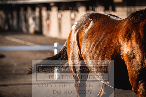 Goffs Nov Breeding Stock Sale 22-248