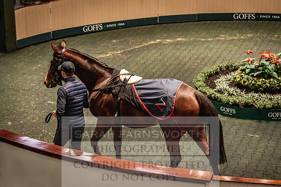 Goffs Nov Breeding Stock Sale 22-207