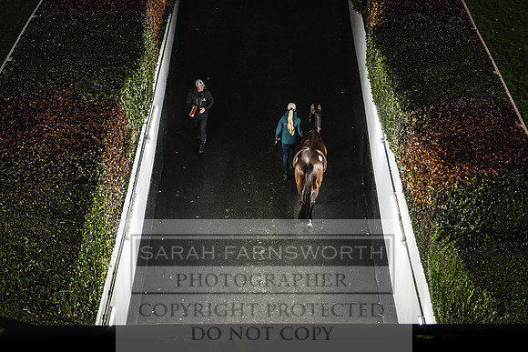 Goffs Nov Breeding Stock Sale 22-387