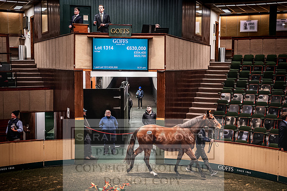 Goffs Nov Breeding Stock Sale 22-454