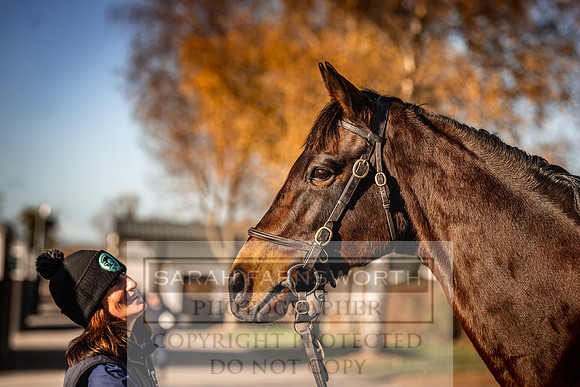 Goffs Nov Breeding Stock Sale 22-272