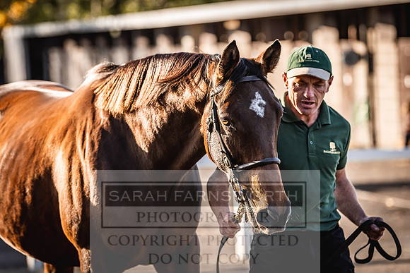 Goffs Nov Breeding Stock Sale 22-247