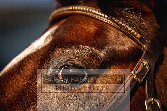 Goffs Nov Breeding Stock Sale 22-163