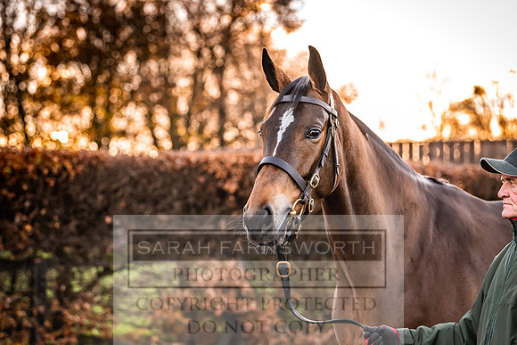 Goffs Nov Breeding Stock Sale 22-60