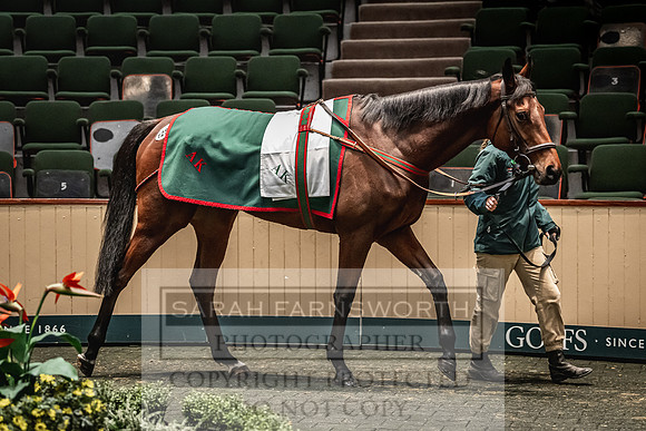 Goffs Nov Breeding Stock Sale 22-419