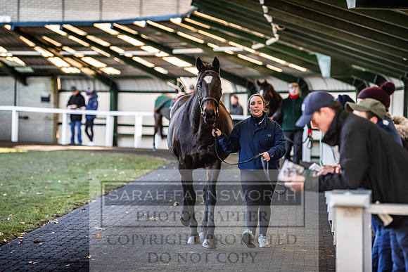 Goffs Nov Breeding Stock Sale 22-242