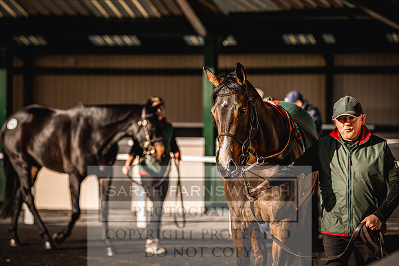 Goffs Nov Breeding Stock Sale 22-218