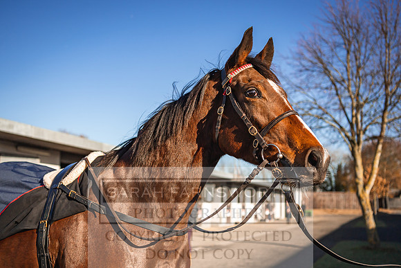 Goffs Nov Breeding Stock Sale 22-216
