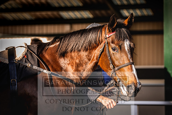 Goffs Nov Breeding Stock Sale 22-215